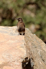 Oenanthe leucura
