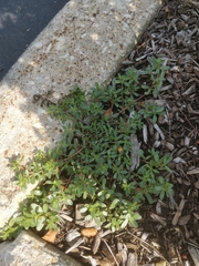 Portulaca oleracea