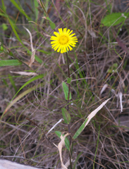 Inula ciliaris