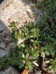 Portulaca oleracea