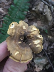 Cantharellus lewisii