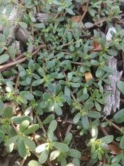 Portulaca oleracea