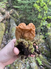 Gyromitra korfii