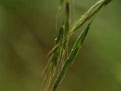 Elymus caninus