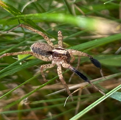 Schizocosa crassipes