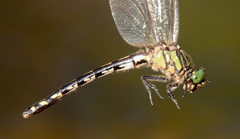 Ophiogomphus anomalus