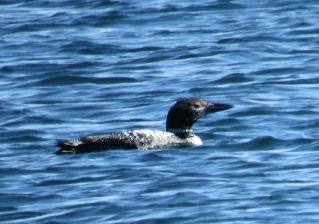 Common Loon from Hubbards Beach, Beach Road, Hubbards, NS, Canada on ...