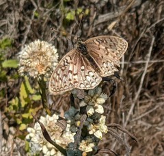 Speyeria callippe comstocki