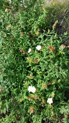 Cistus psilosepalus