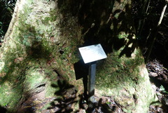 Litsea reticulata