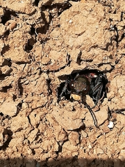 Cicindela sylvicola