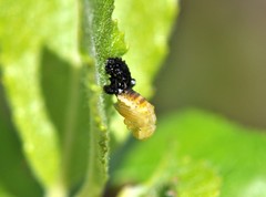 Chrysomela lapponica