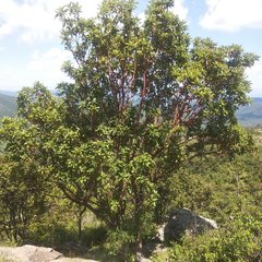 Arbutus bicolor