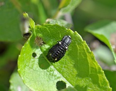 Chrysomela lapponica