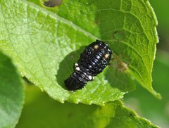 Chrysomela lapponica