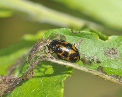 Chrysomela lapponica