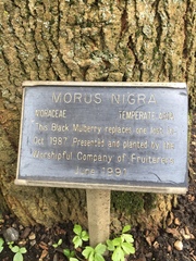 Morus nigra