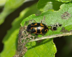 Chrysomela lapponica