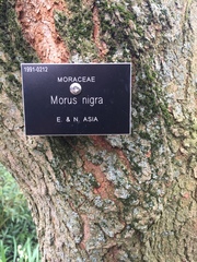 Morus nigra