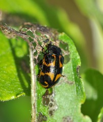 Chrysomela lapponica