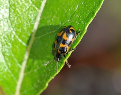 Chrysomela lapponica