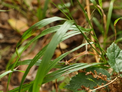 Elymus caninus