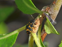 Chrysomela lapponica