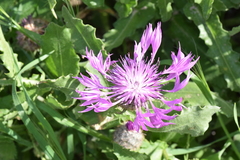 Centaurea polyacantha