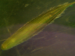 Elymus caninus