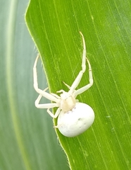 Misumena vatia