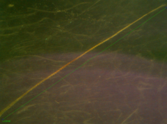 Elymus caninus