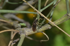 Agapanthia annularis