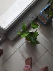 Epipremnum aureum