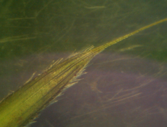 Elymus caninus