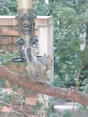Sciurus carolinensis
