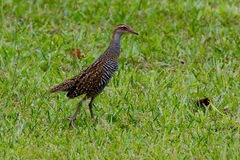 Gallirallus philippensis sethsmithi
