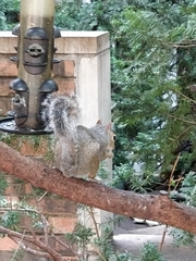 Sciurus carolinensis