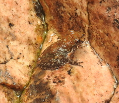 Litoria meiriana