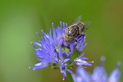 Eristalinus sepulchralis