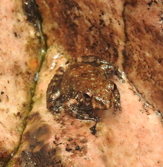 Litoria meiriana
