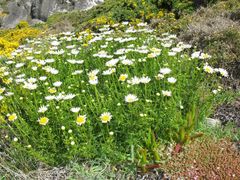 Leucanthemum pluriflorum