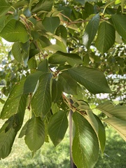 Magnoliopsida