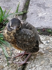 Turdus migratorius