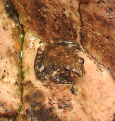 Litoria meiriana