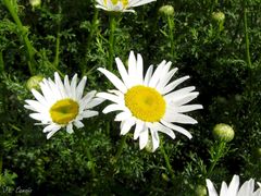 Leucanthemum pluriflorum
