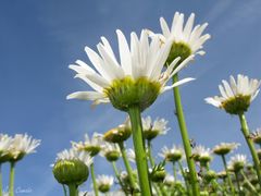 Leucanthemum pluriflorum