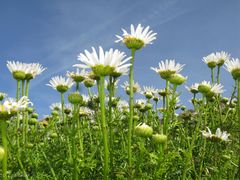Leucanthemum pluriflorum