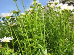 Leucanthemum pluriflorum