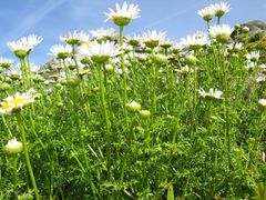 Leucanthemum pluriflorum
