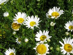 Leucanthemum pluriflorum